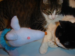 Two cats and a Blue dog