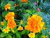 Sunshine Orange Burst Flowers