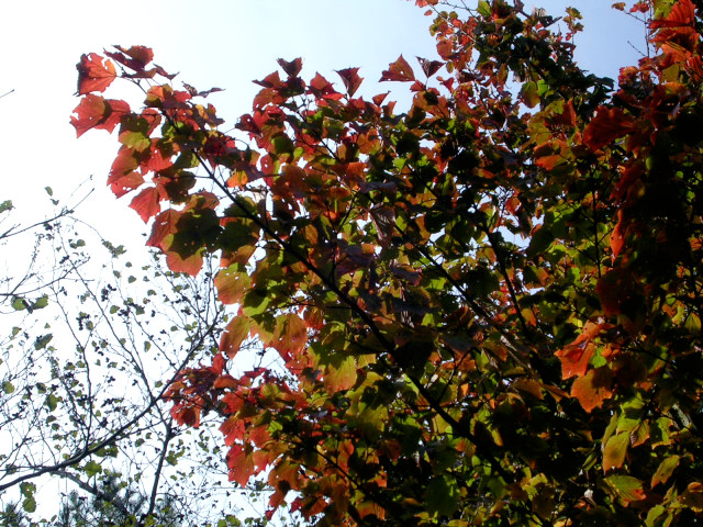 Autumn Leaves 2005