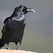 The Raven, by Edgar Allan Poe