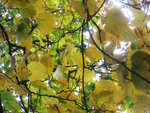 yellow leaf 2