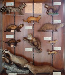 Colecciones de Ciencias - Zoología, Universidad de Navarra, Mamíferos carnívoros (II)