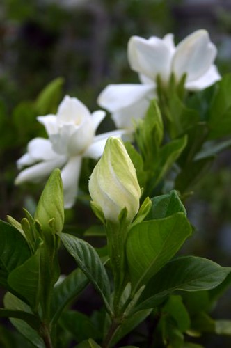 Gardenia o jazmín del cabo