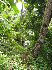 path to lake yambo