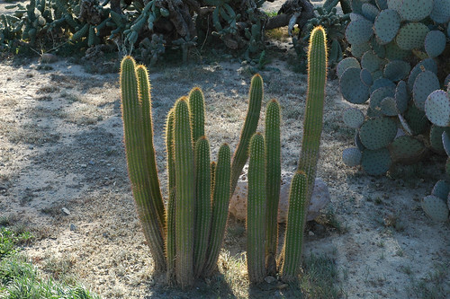 Cactus garden #2