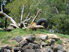 A lion, taking a nap.