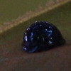 steely blue ladybird