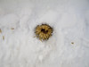 dried flower in snow