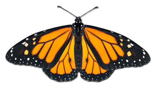 monarch-full-back