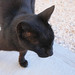 Ibiza - lucky black cat