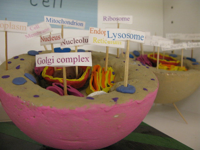 3d animal cell model project. how to make animal cell 3d