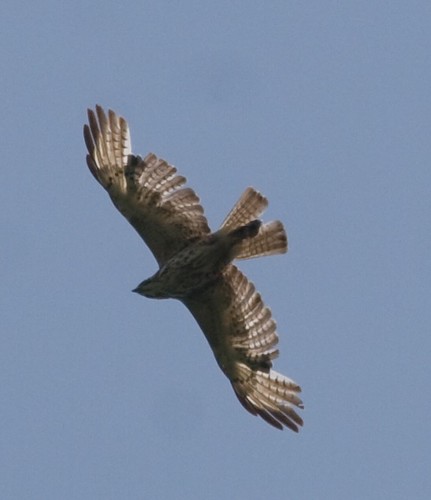Broad-wing
