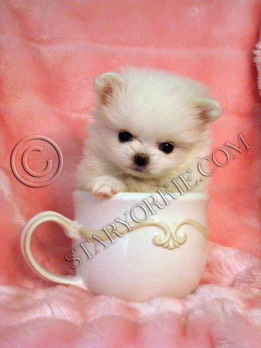 Toy Pomeranian White