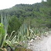 Ibiza - IMG_3373 Kaktusallèen