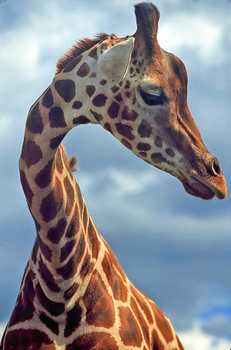 one tall portrait -giraffe up close