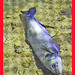 Ibiza - Dead ibiza fish