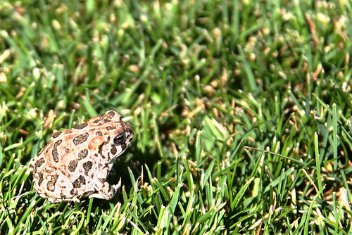 Day 179...2008...American Toad?