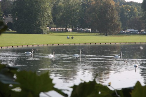 Swans at Audley End