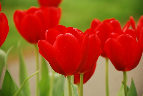 raudonos tulpes olandija
