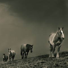 Cavalls al Balandrau by EudaldCJ