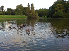 Ducks in Abington Park in Northampton