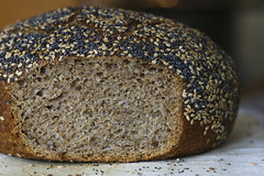 Cross Section: 100% Whole Wheat No Knead Bread