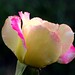 Rose-a-lyn oleh DBduo Fotografi