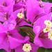 Ibiza - Bougainville Flowers