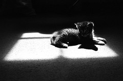 Study of Kitten By Windowlight
