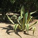 Ibiza - alien plant