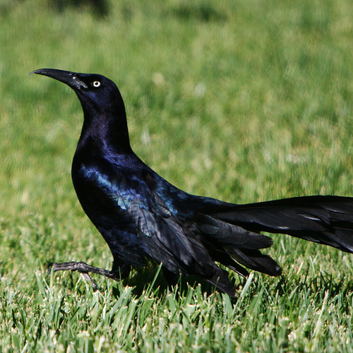 Day 141...2008...Male Great-Tailed Grackle