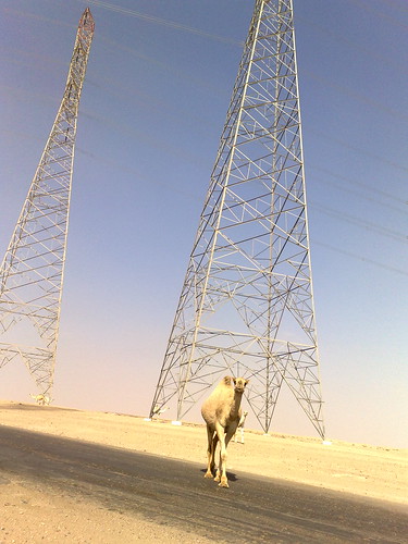 Camel and Powerlines