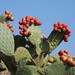 Ibiza - Opuntia cactus from Ibiza