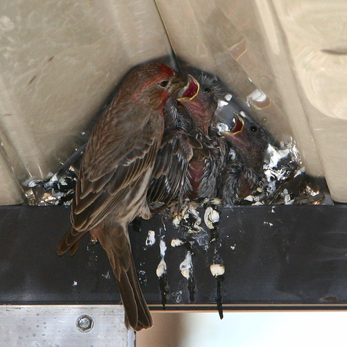 Day 129...2008...baby house finches...