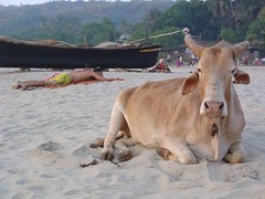 Beach cow (2)