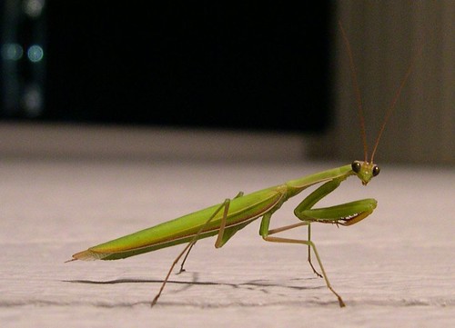praying mantis giving me the stare down