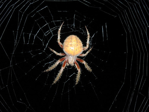 Spider by our front door