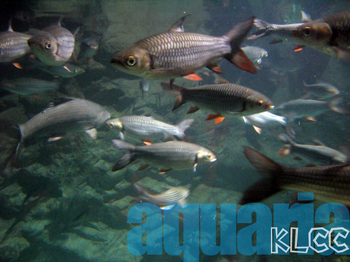 aquaria10