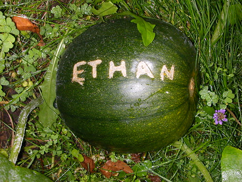 Ethan's Gourd