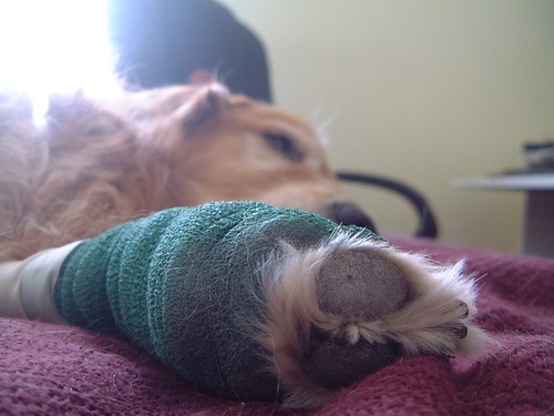 Dexter with bandage