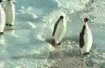 Pingvinhumor