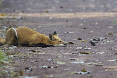 fox vs. vole