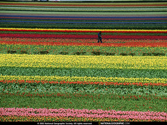 Tulip Garden, Netherlands