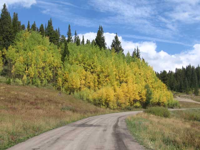 aspens are turning