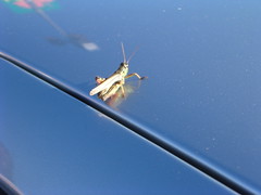 Wedding grasshopper