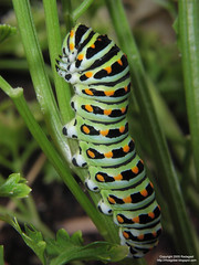 Caterpillar on parsley - left side