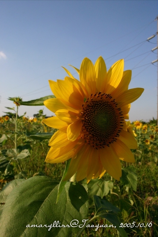sunflower01