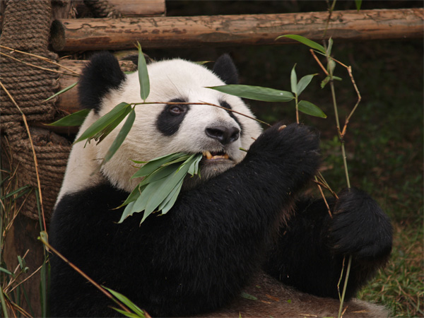 Panda's Breakfast