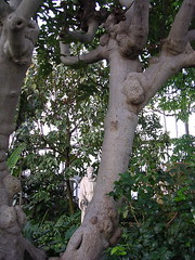 Statue peeking around the tree