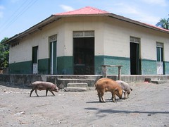 Pigs in Altagracia